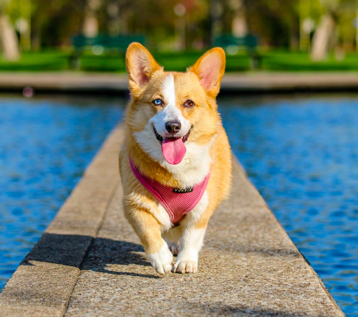 corgi puppies for sale atlanta