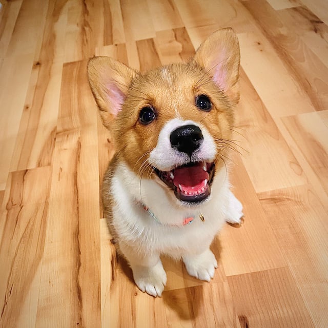 corgi whippet mix