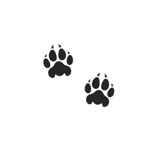 cougar paw drawing