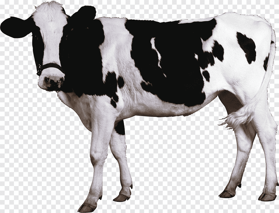 cow png