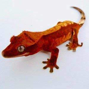 crested gecko near me for sale