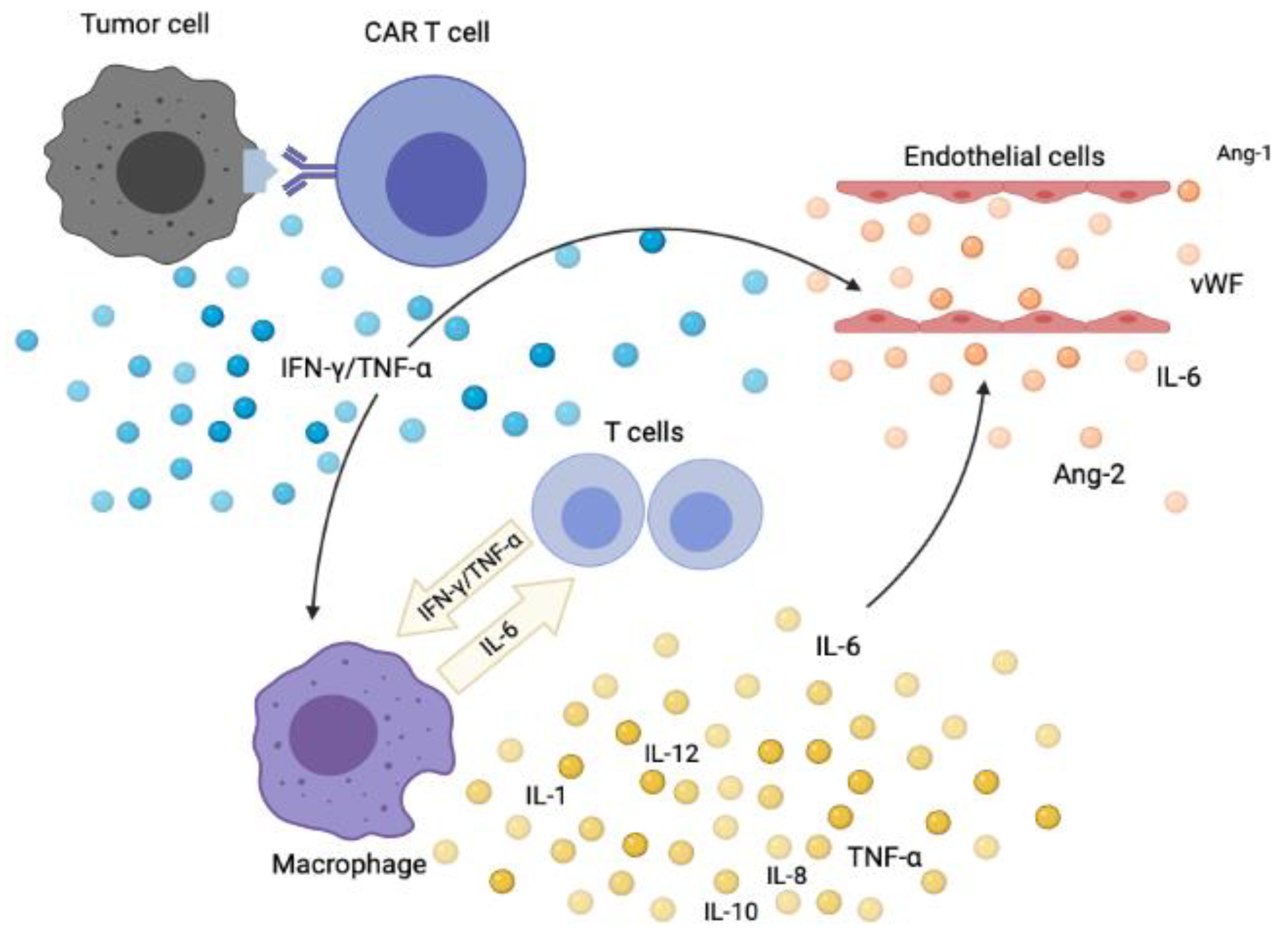 crs cytokine