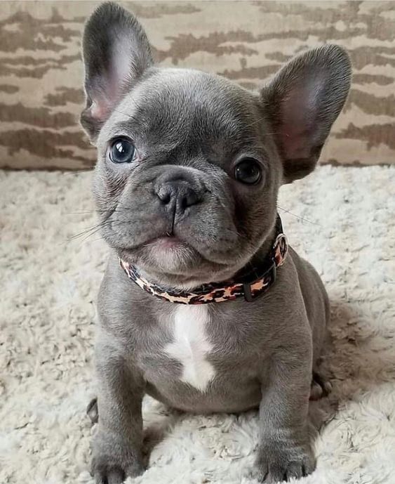 cute french bulldog