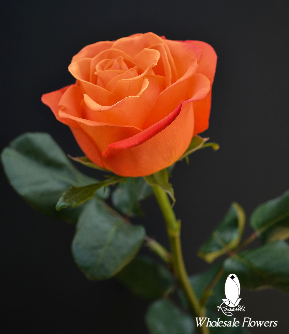 orange rose flower photos