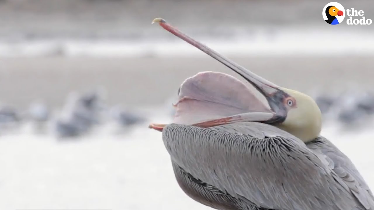 pelican cooling spine