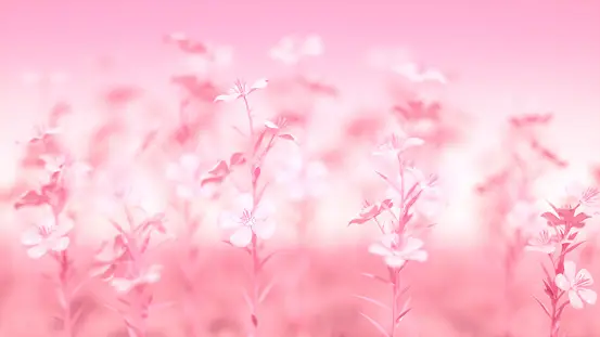 pink desktop background