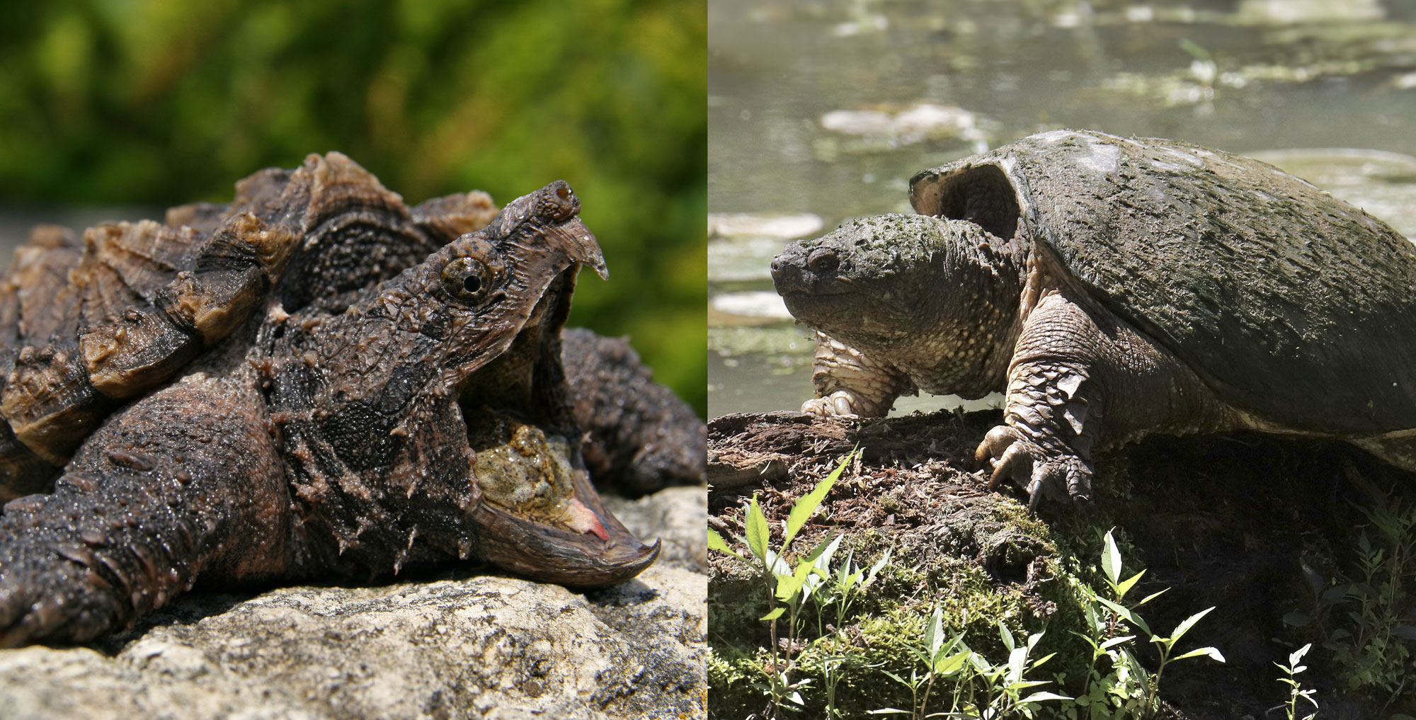 alligator snapping turtle vs common snapping turtle fight