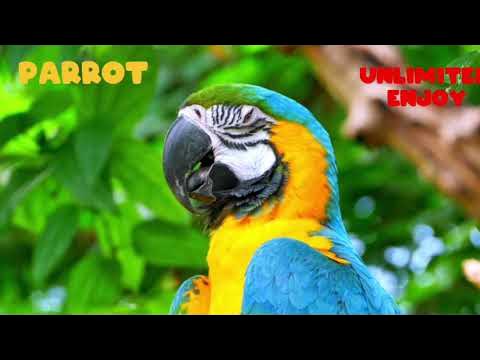 parrot message tone