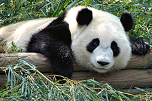 giant panda wiki