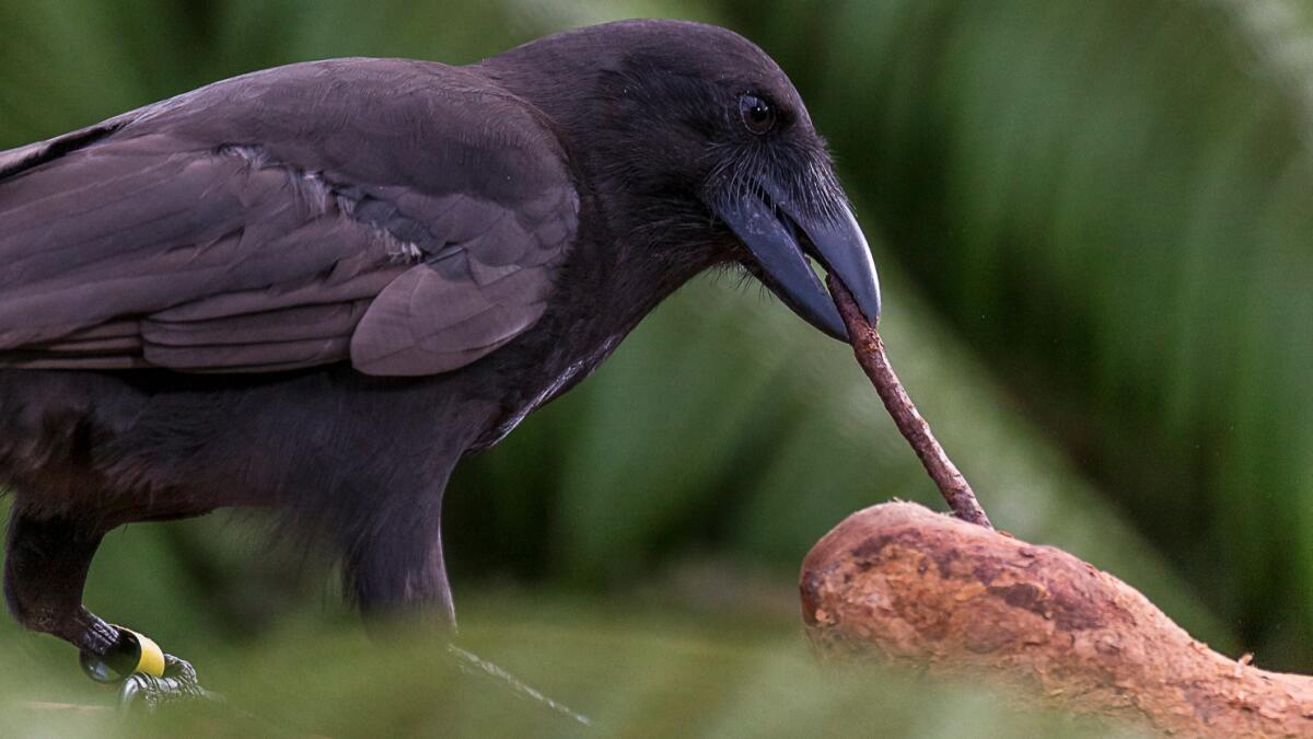 any of the crow family crossword clue