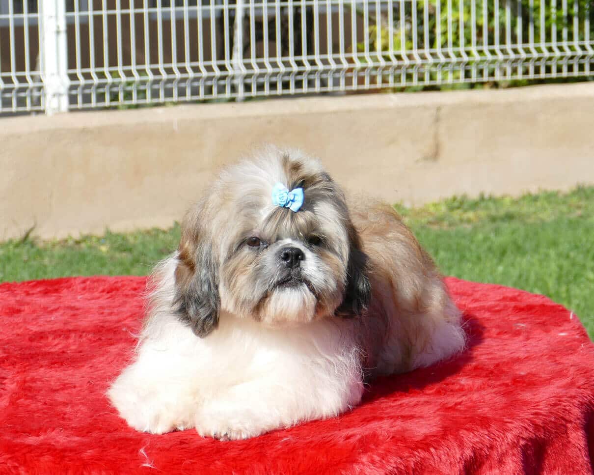 shih tzu cachorros venta