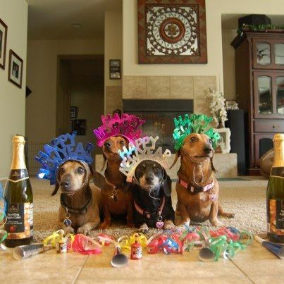 dachshund happy new year 2024