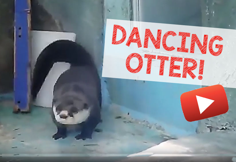 dancing otter meme