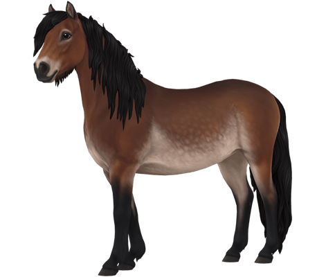 dartmoor pony sso