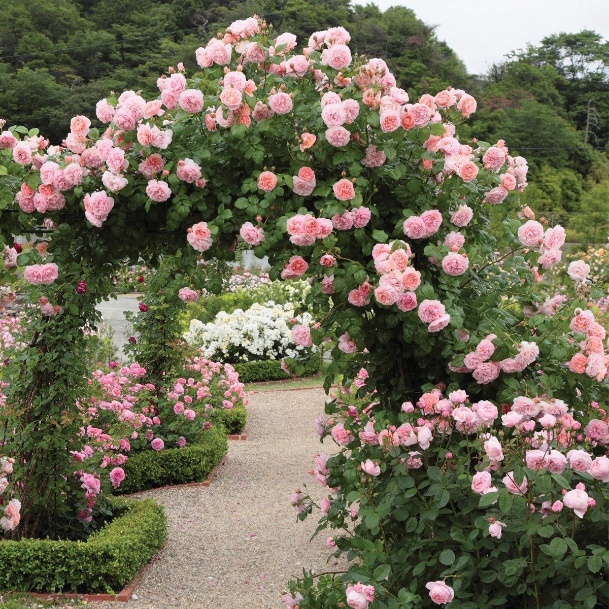 david austin roses uk