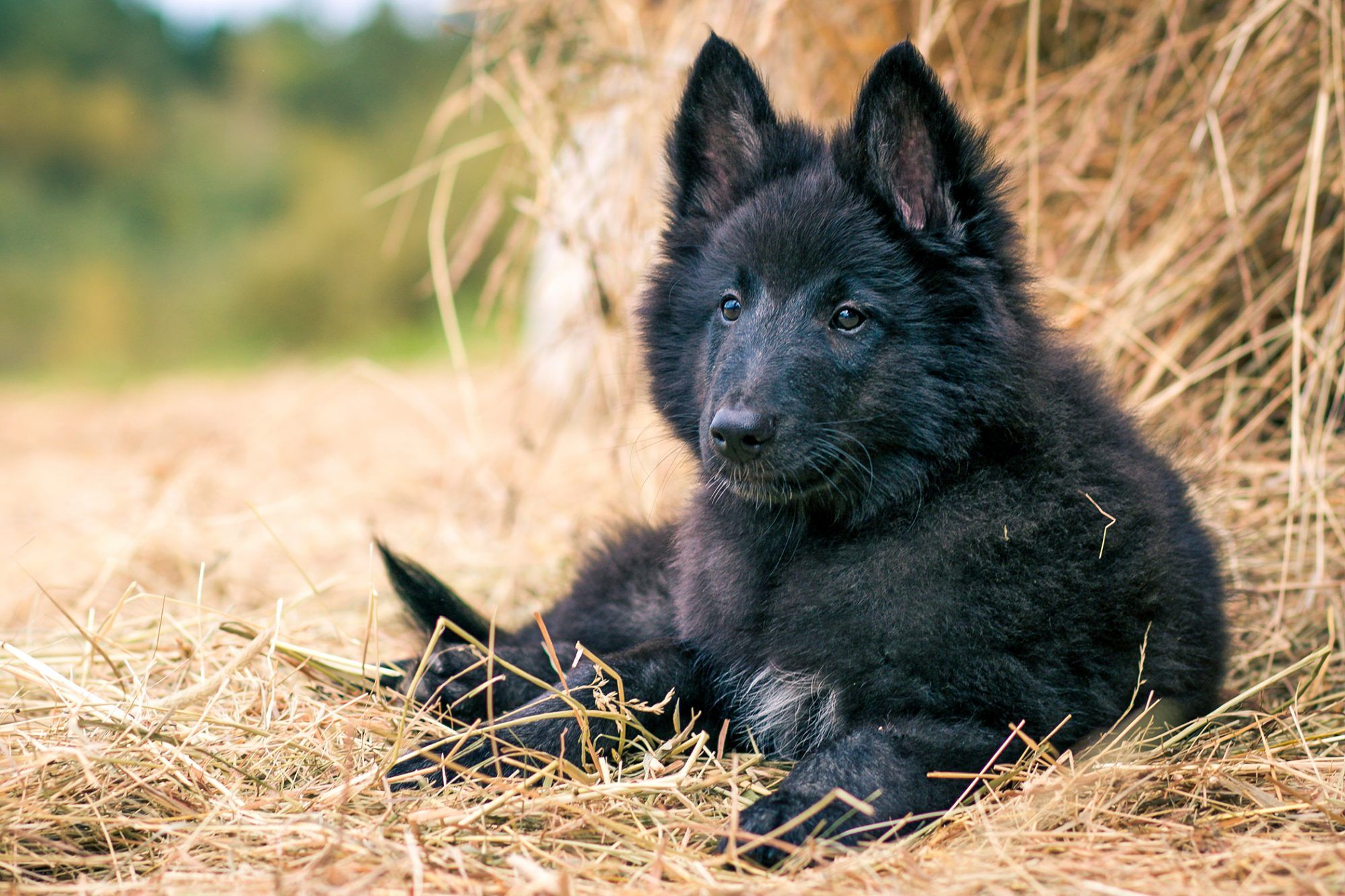 belgian sheepdog puppies