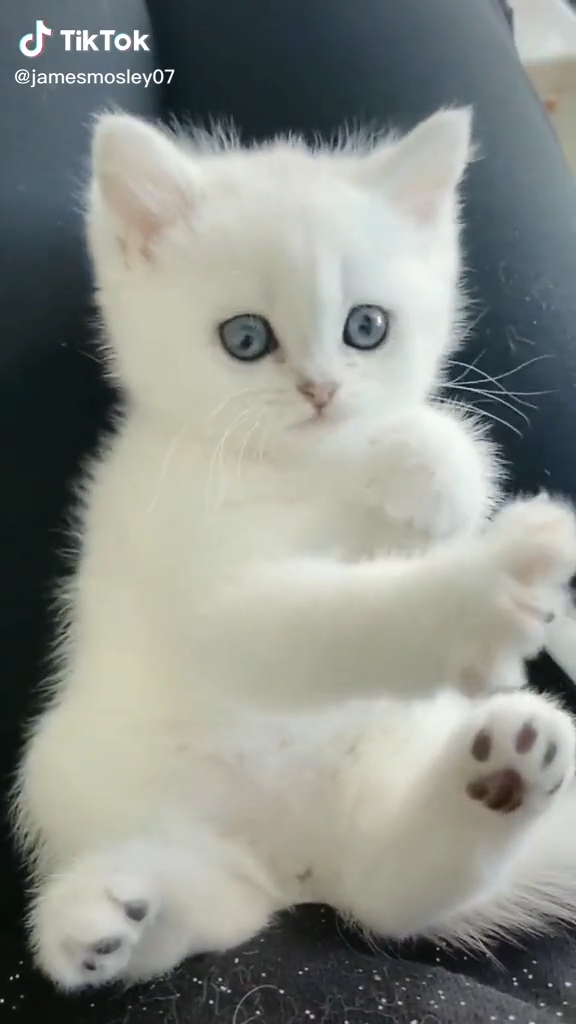 cute white kitten pictures