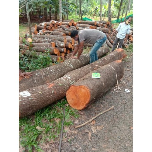 mahogany tree wood price in india