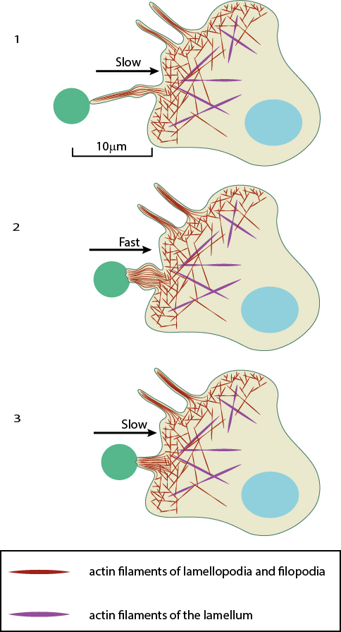 filopodia