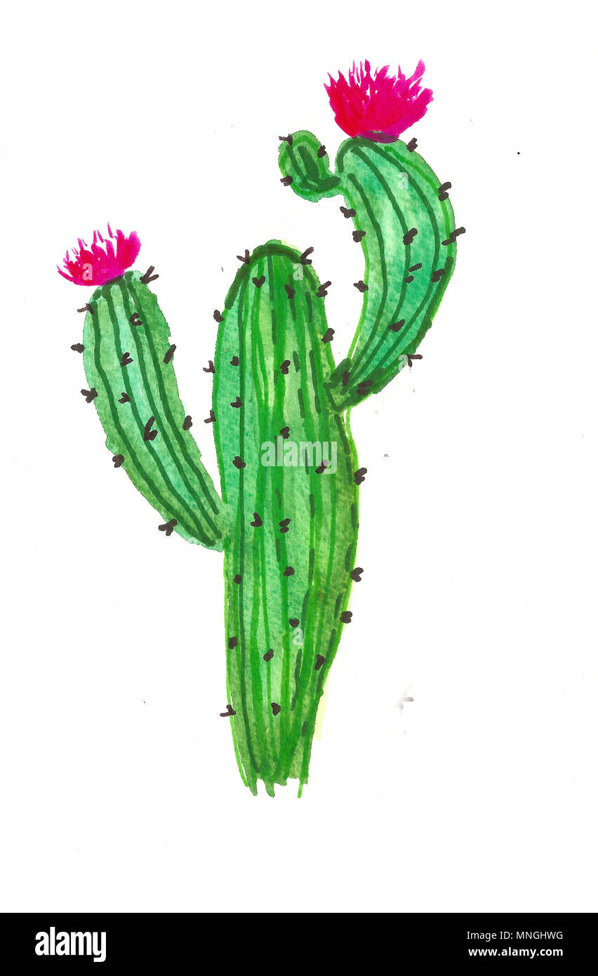 dibujo cactus acuarela