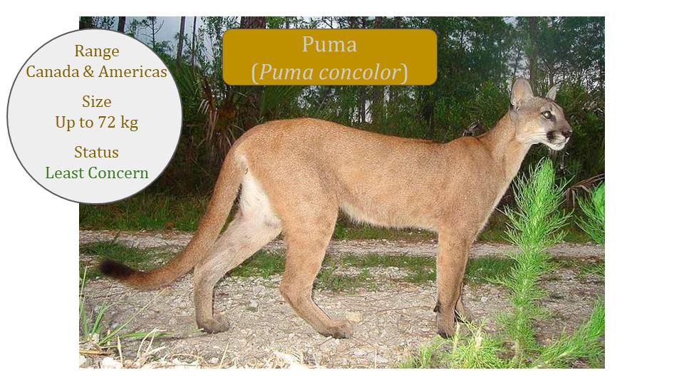 difference between puma and cougar