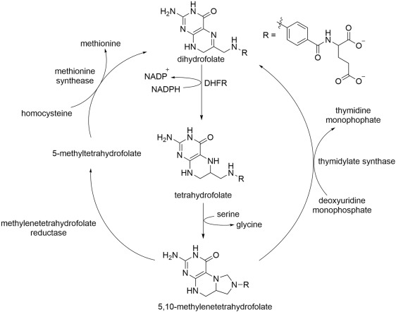 dihydrofolate