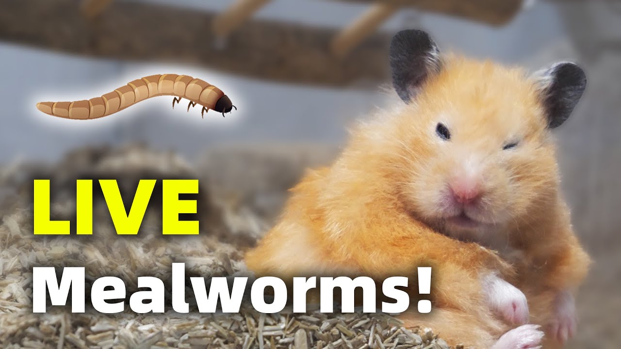 do hamsters eat mealworms