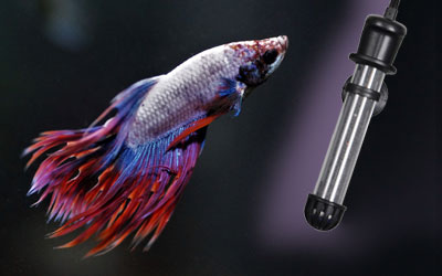 do i need a heater for a betta fish