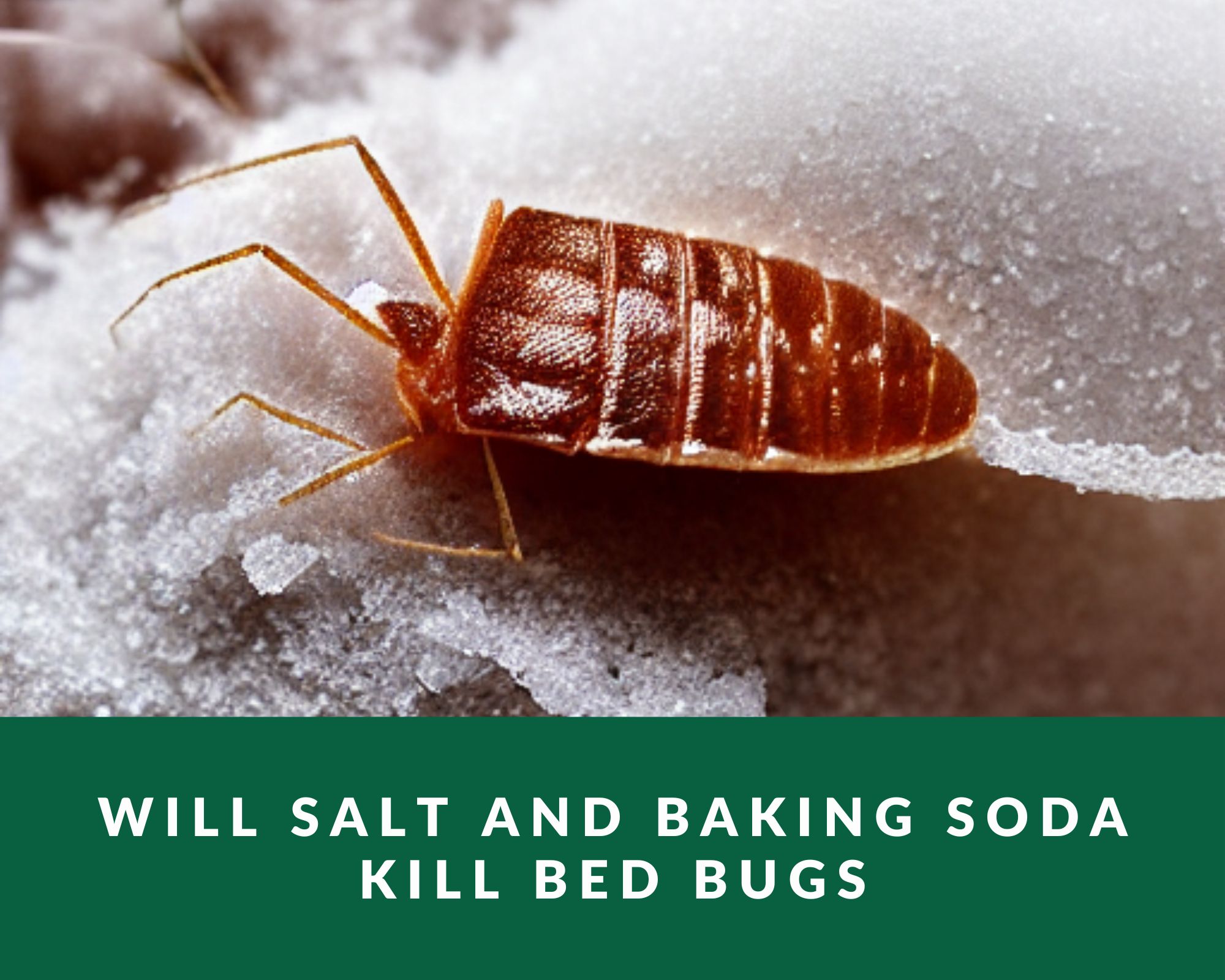 does baking soda kill bed bugs