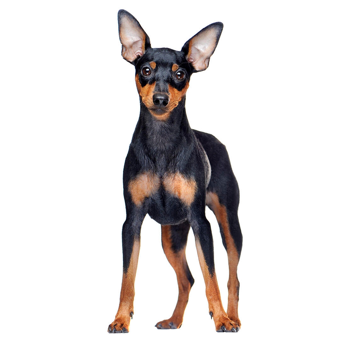 dog breed mini pinscher