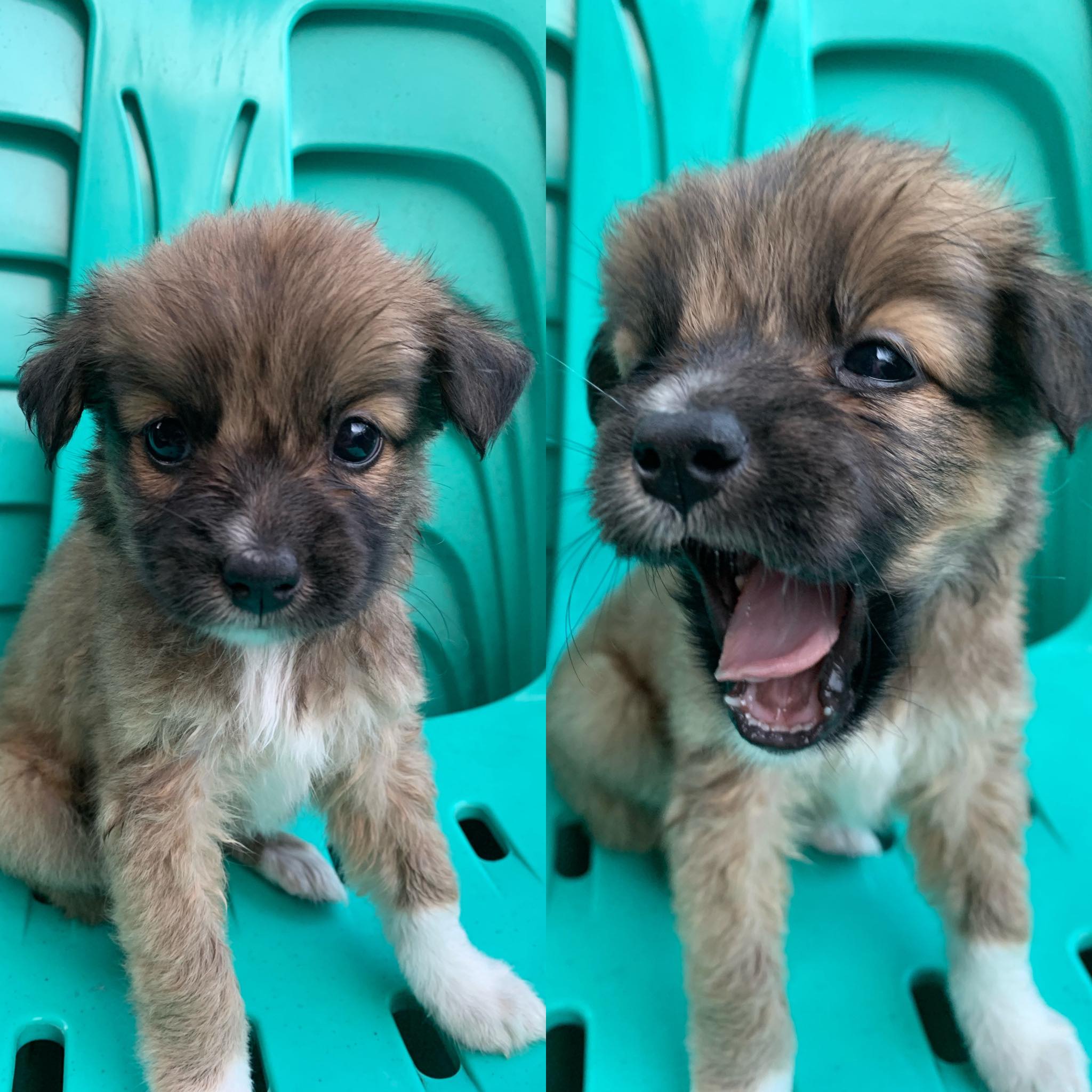 dog for adoption cavite