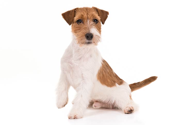 dog pictures jack russell terrier