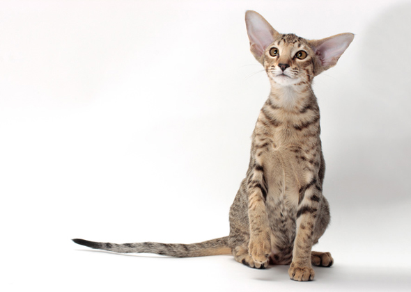 domestic cats with big ears