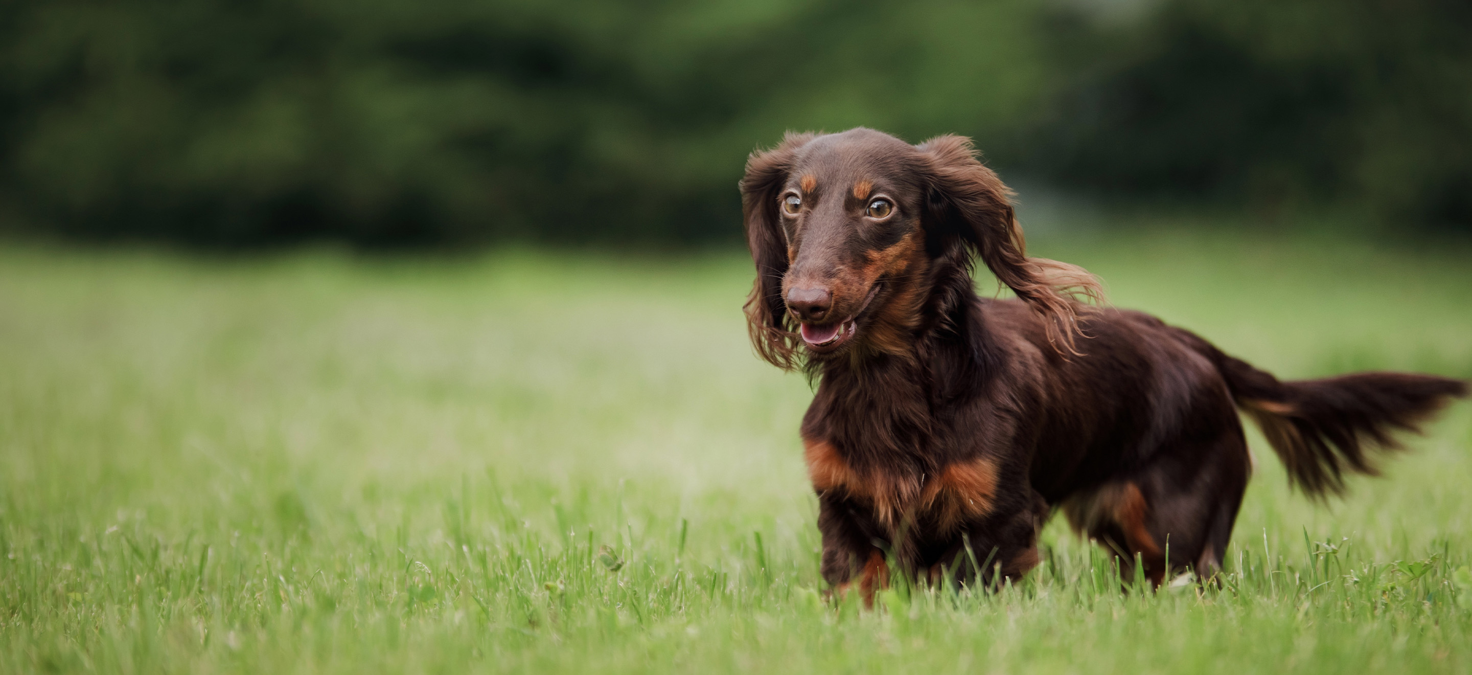 doxies for adoption