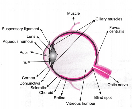 draw a labelled sketch of the human eye