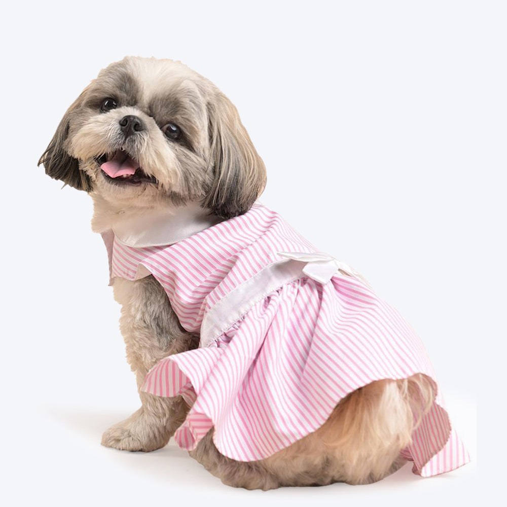 dress for a dog