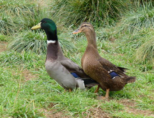 ducks for sale near me