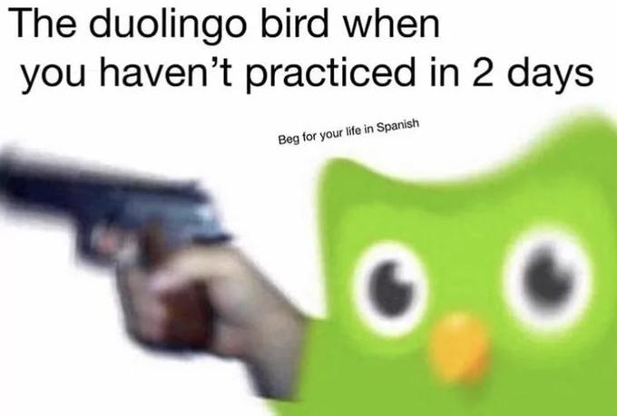 duolingo memes