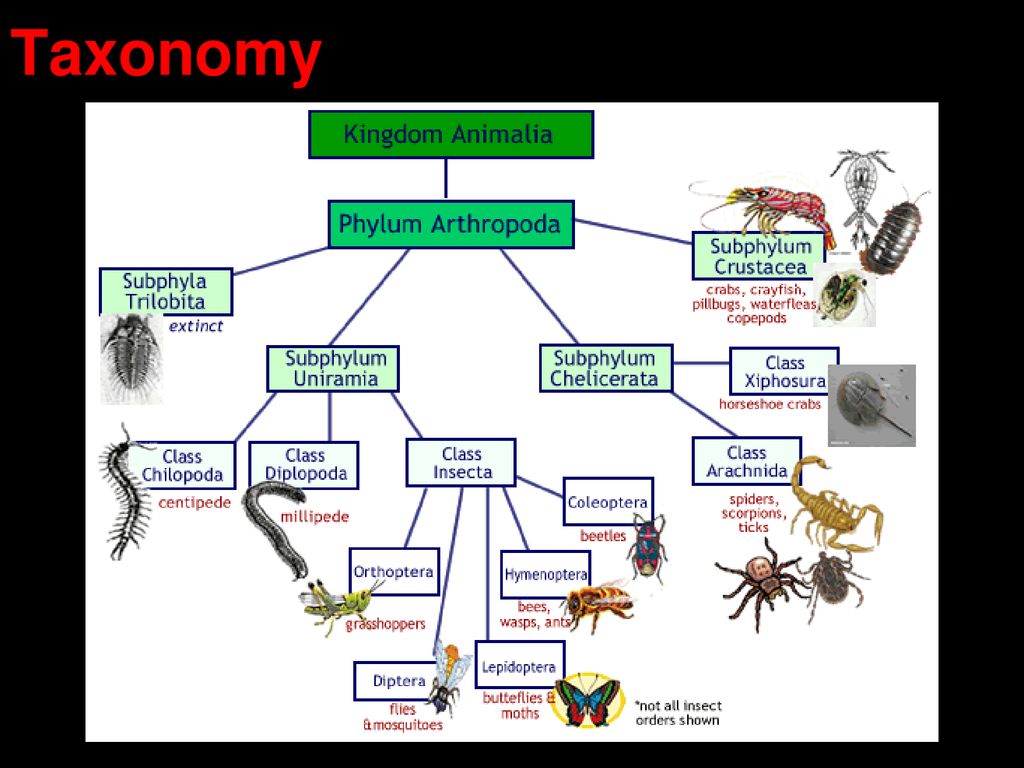 name the largest phylum of animal kingdom