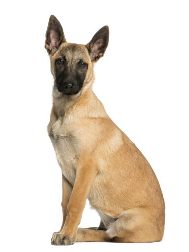 miniature belgian malinois