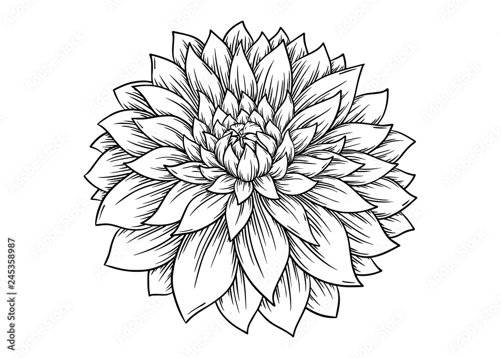 dahlia flower vector