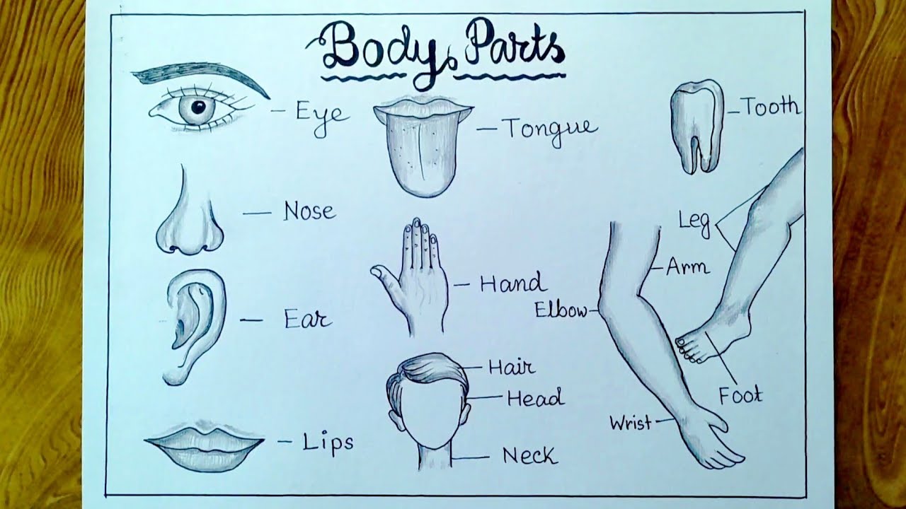 parts of body drawing picture