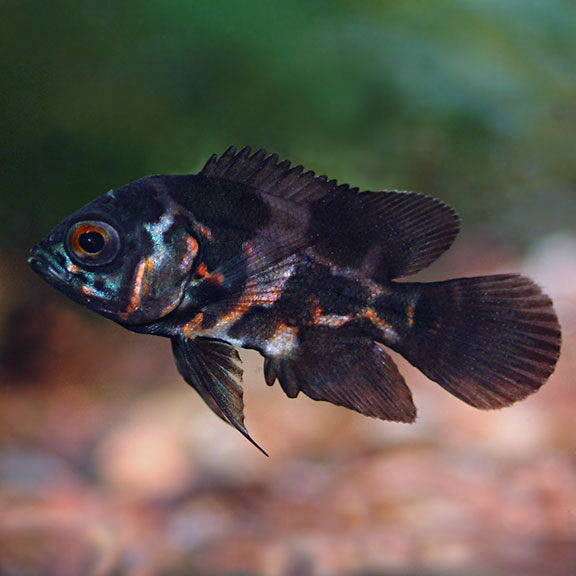 oscar cichlid for sale