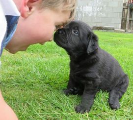 black labrador puppies for sale