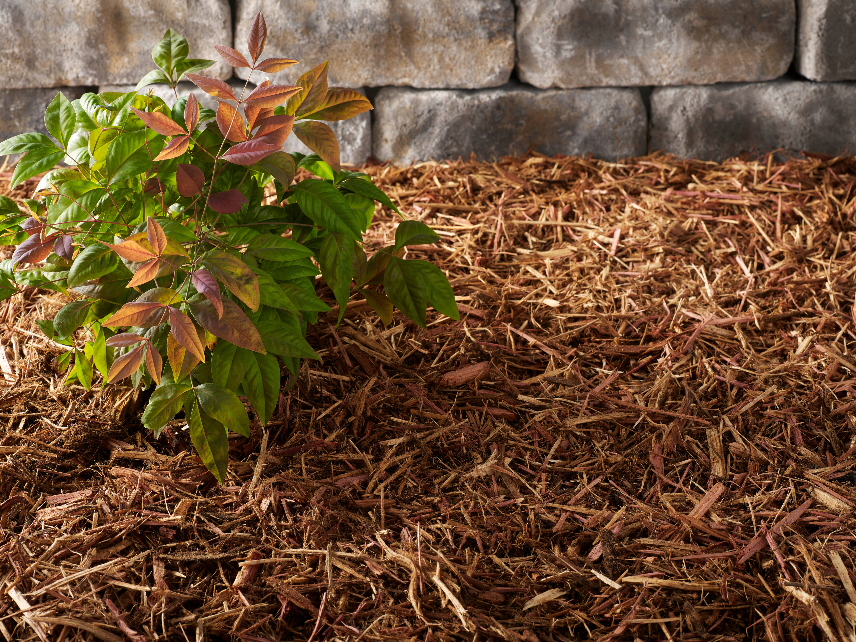 cedar mulch lowes