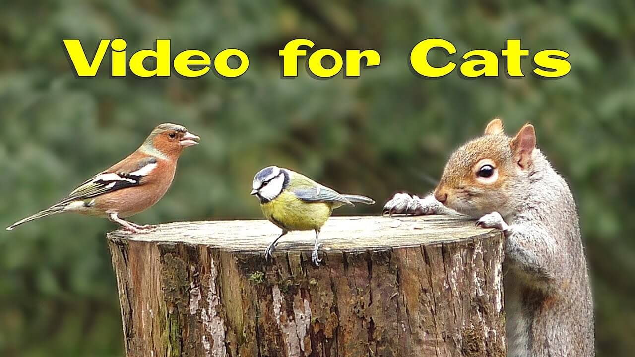 bird videos for cats