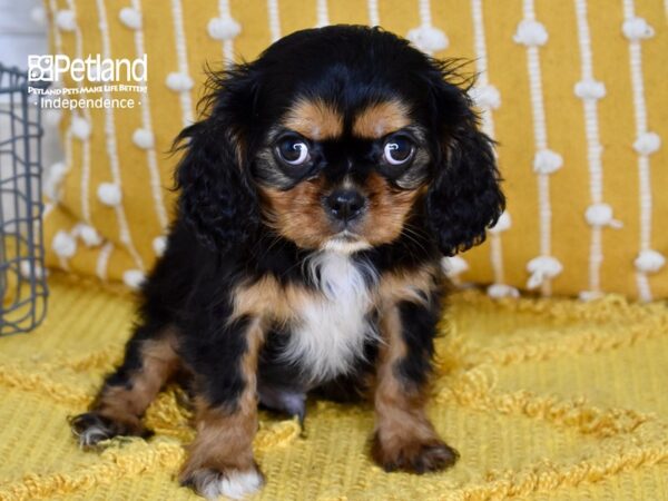 charles spaniel black