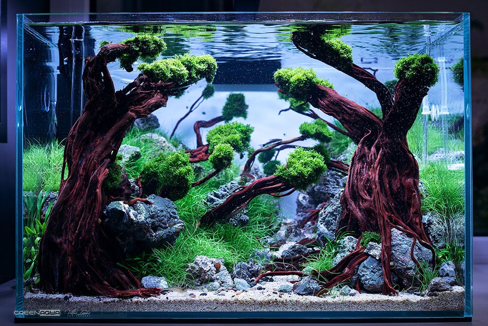 carpet grass aquarium