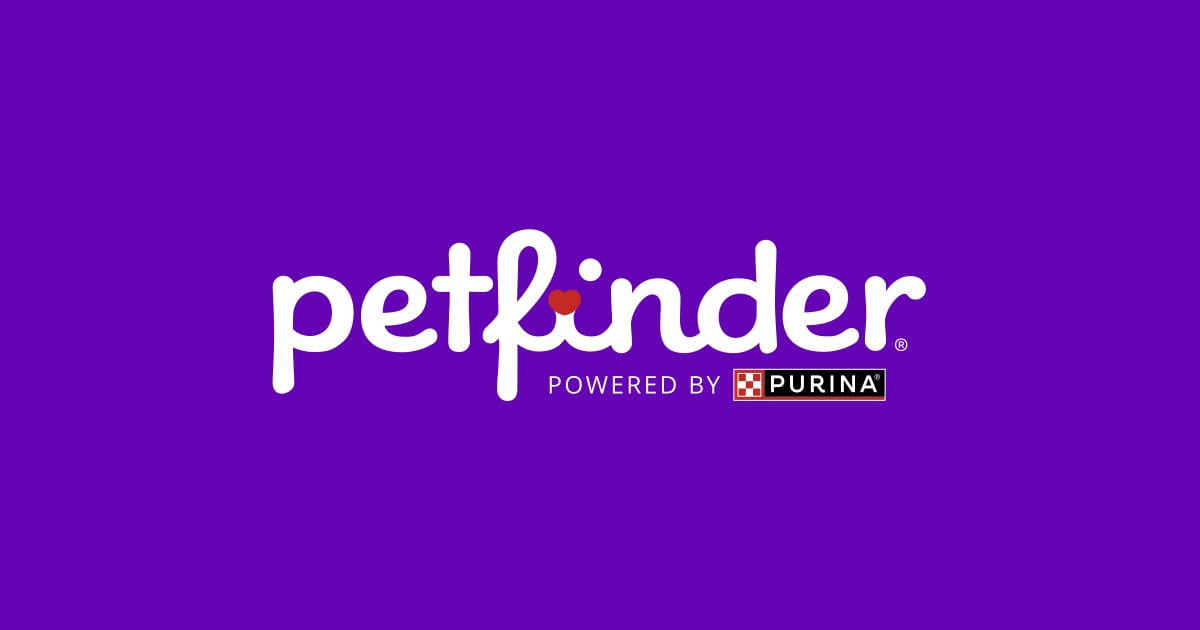 pet finder