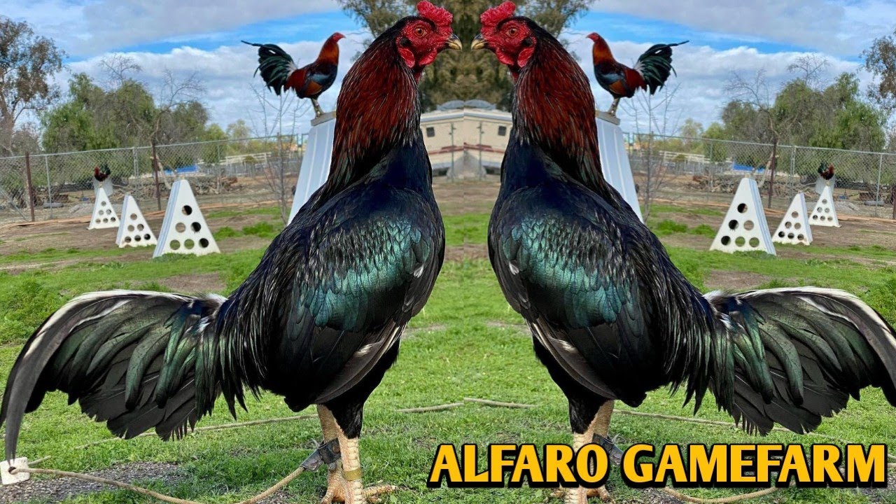 black asil gamefowl